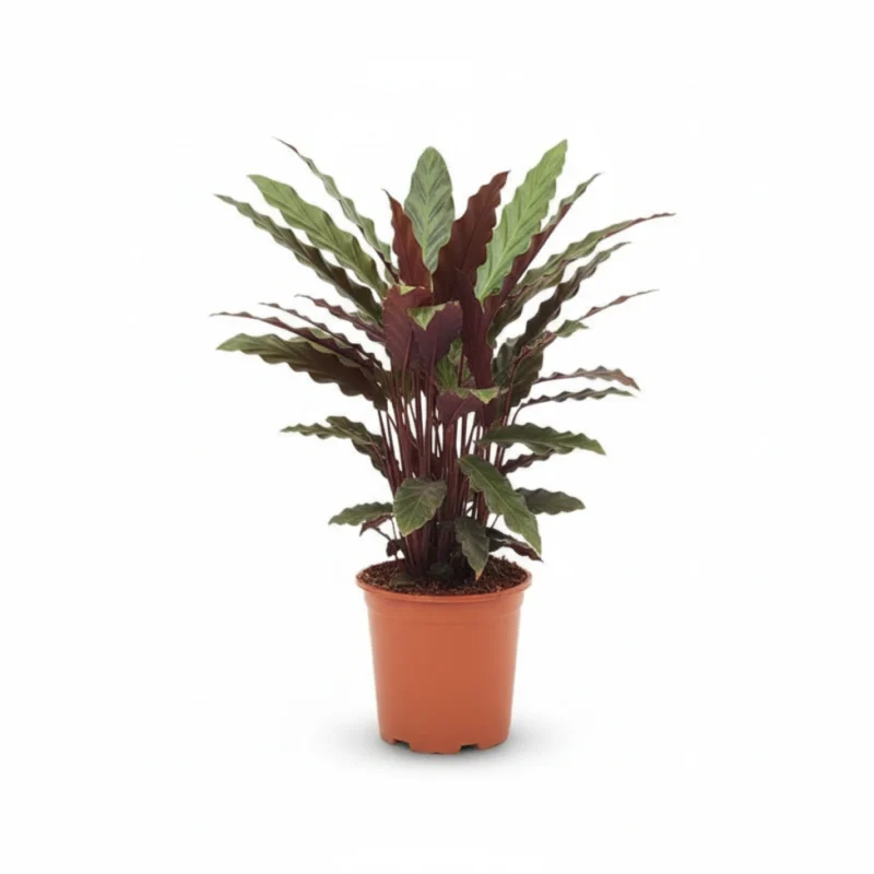 Calathea rufibarba kopen bij Plantscount