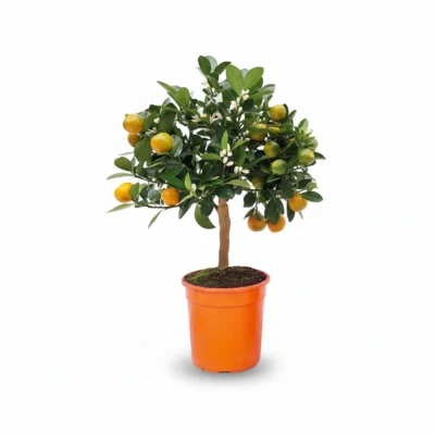 Calamondin op stam