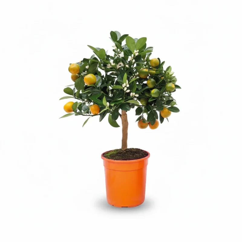 Calamondin op stam kopen bij Plantscount