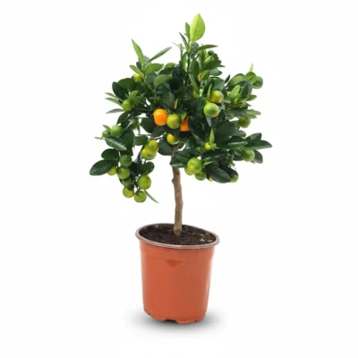 Calamondin op stam