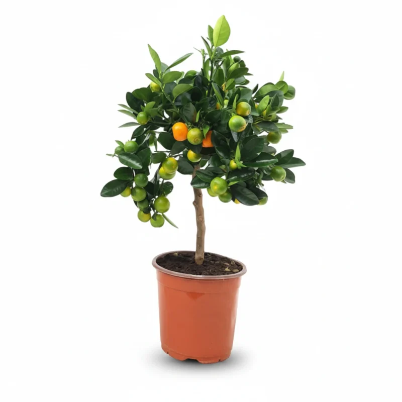 Calamondin op stam kopen bij Plantscount