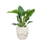 Philodendron 'Imperial Green' in Baq Algar - Potmaat 34