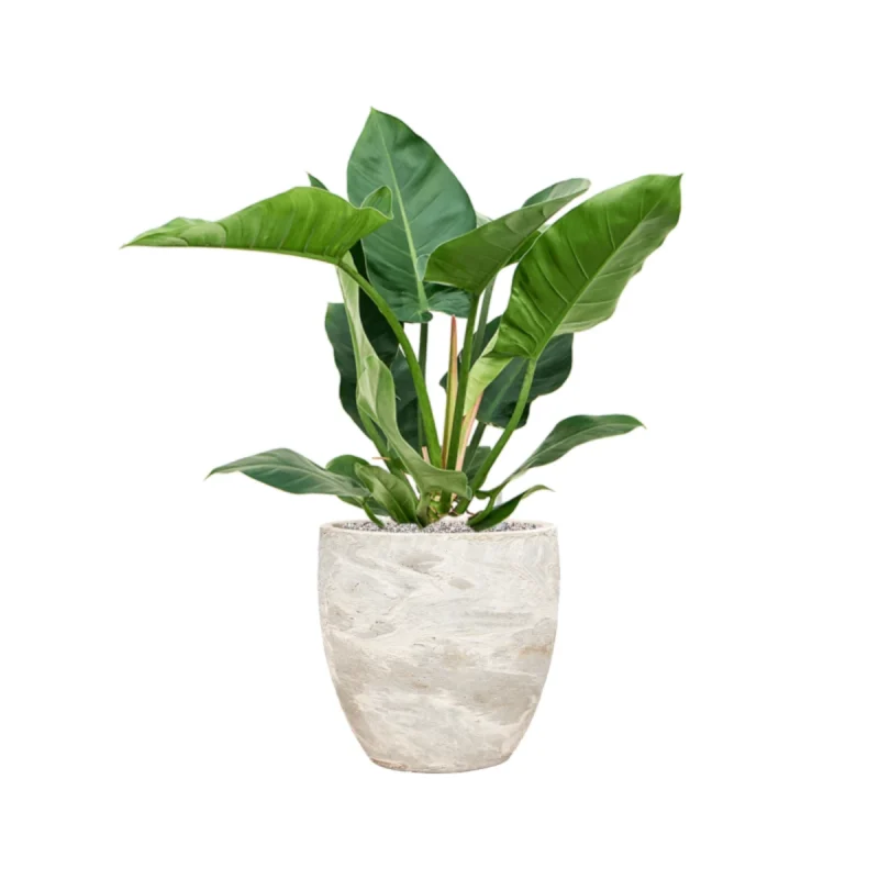 Philodendron 'Imperial Green' in Baq Algar - Potmaat 34