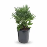 Dwergpalm Compacta (Chamaerops compacto)