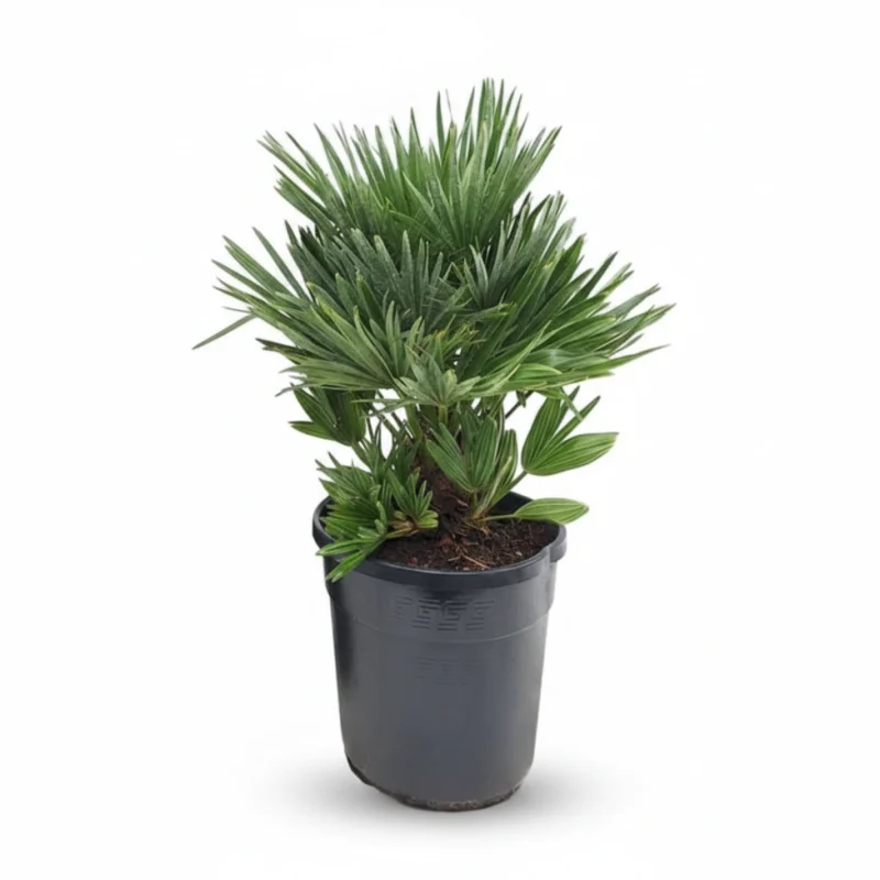 Dwergpalm Compacta (Chamaerops compacto) kopen bij Plantscount