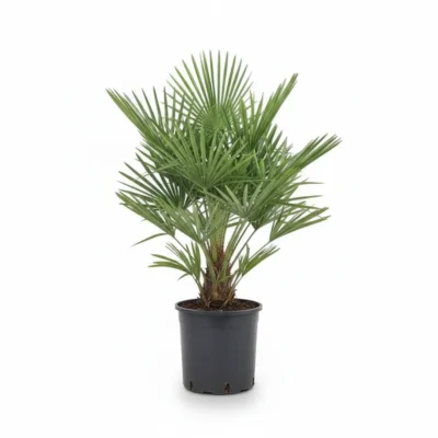 Dwergpalm (Chamaerops humilis)