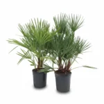 Dwergpalm (Chamaerops humilis)