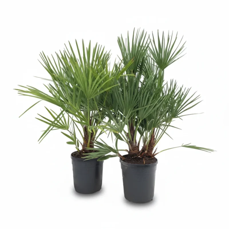 Dwergpalm (Chamaerops humilis) kopen bij Plantscount