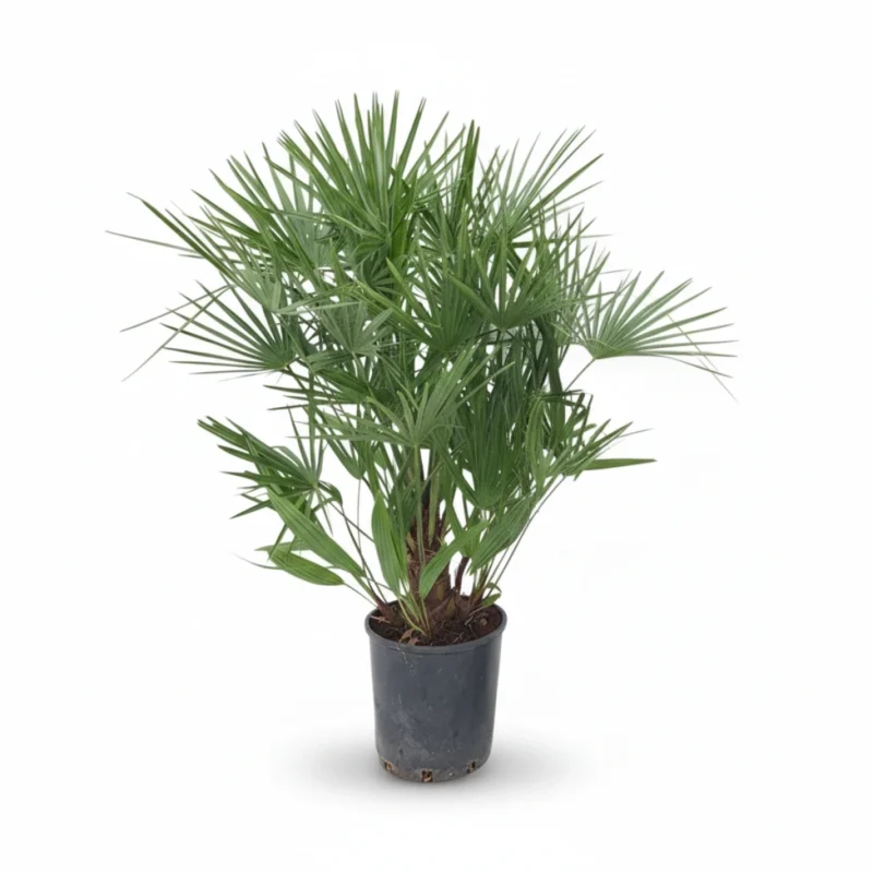 Dwergpalm (Chamaerops humilis) kopen bij Plantscount