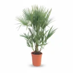 Dwergpalm (Chamaerops humilis)