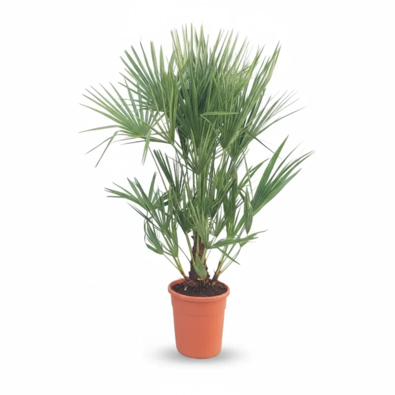 Dwergpalm (Chamaerops humilis) kopen bij Plantscount