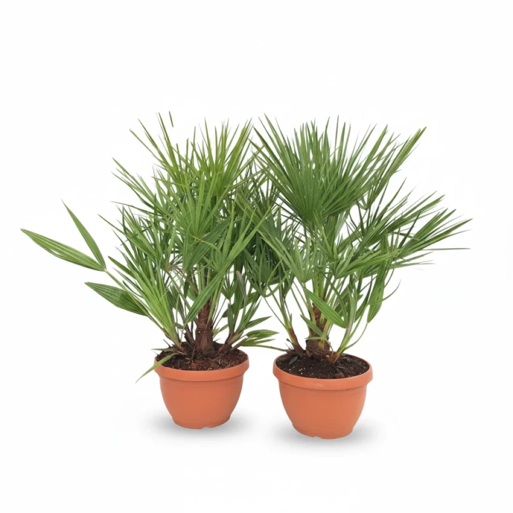 Chamaerops kopen bij Plantscount