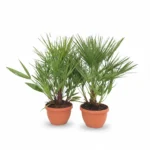 Chamaerops humulis in schaal