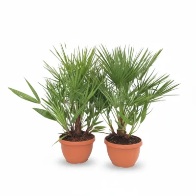 Chamaerops humulis in schaal