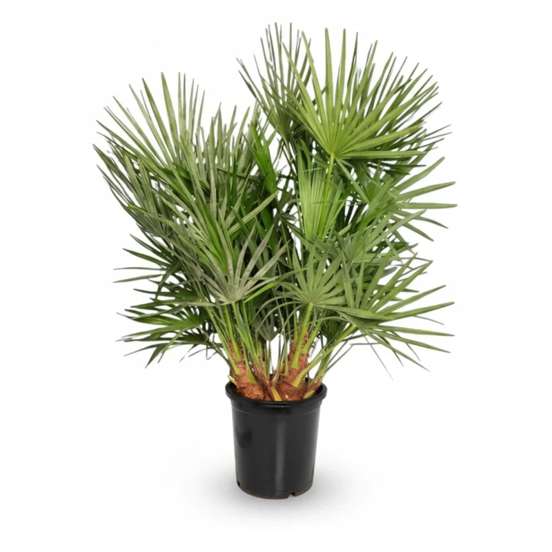 Dwergpalm (Chamaerops humilis) kopen bij Plantscount