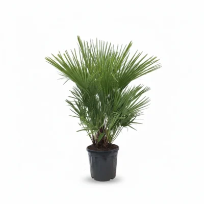 Dwergpalm (Chamaerops humilis)