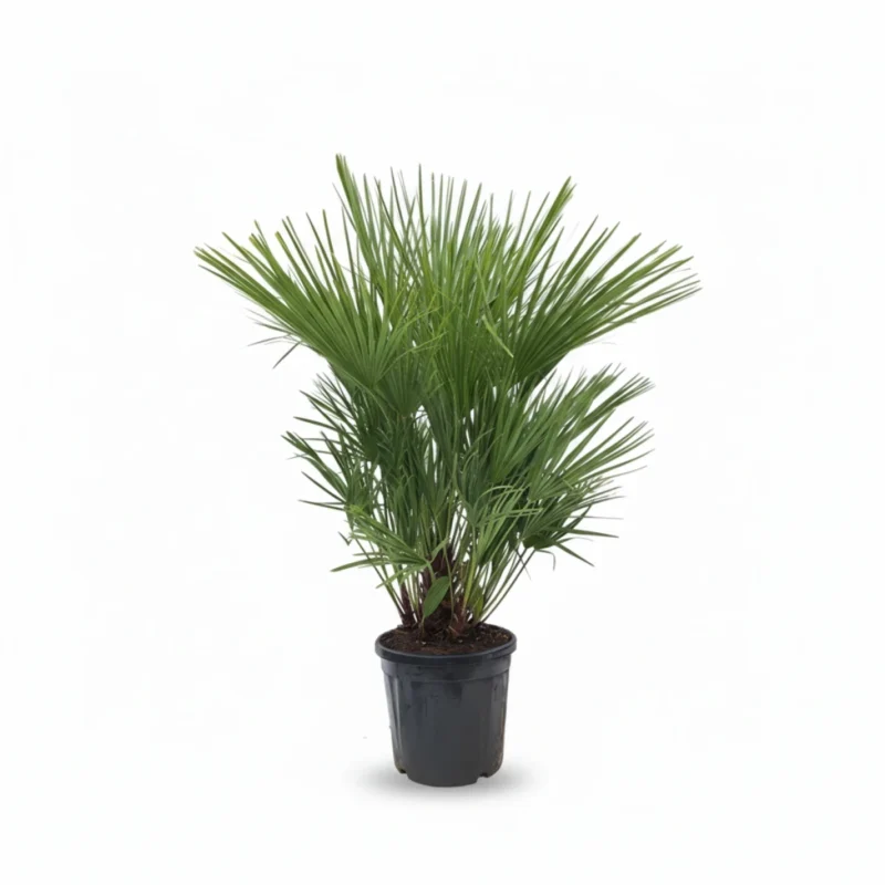 Dwergpalm (Chamaerops humilis) kopen bij Plantscount
