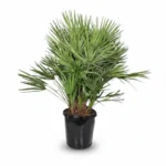 Dwergpalm (Chamaerops humilis)