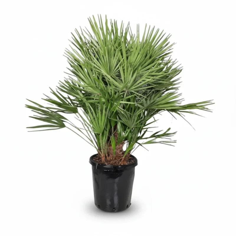 Dwergpalm (Chamaerops humilis) kopen bij Plantscount