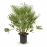 Dwergpalm (Chamaerops humilis)