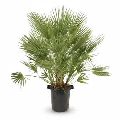 Dwergpalm (Chamaerops humilis)