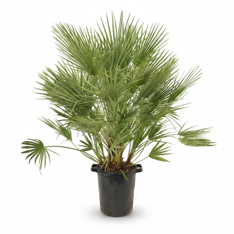 Dwergpalm (Chamaerops humilis) kopen bij Plantscount