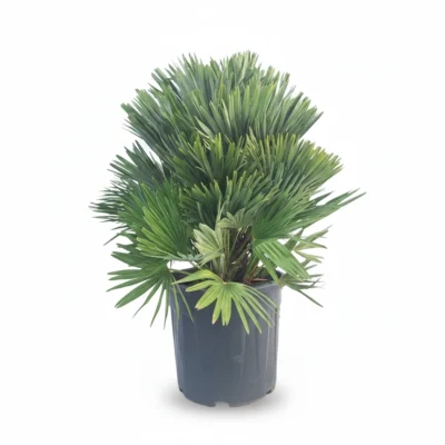Dwergpalm Compacta (Chamaerops compacto)