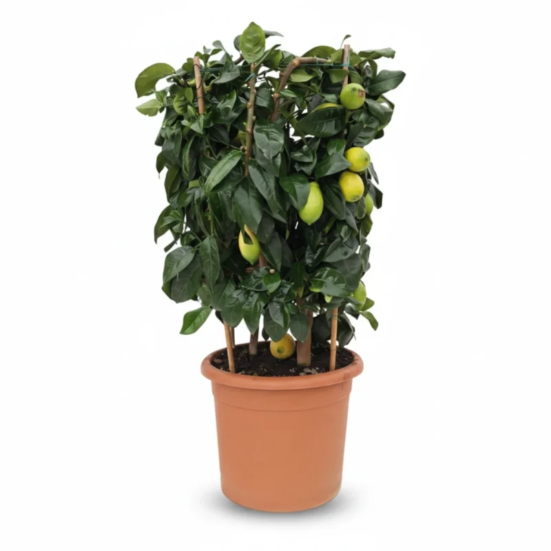 Citroenboom – zuil kopen bij Plantscount