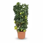 Citroenboom – zuil