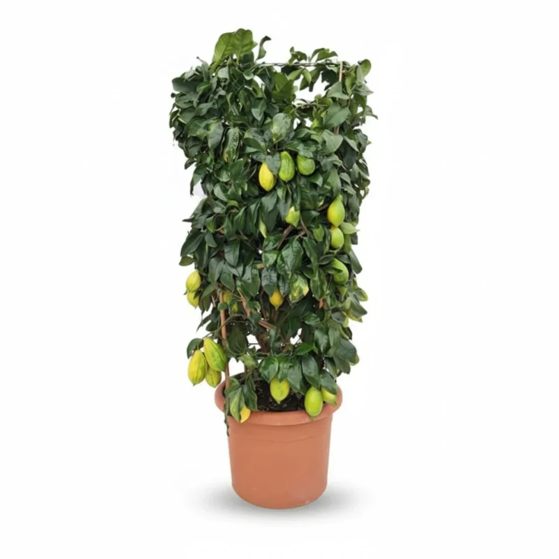 Citroenboom β zuil kopen bij Plantscount