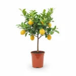 Citroenboom – on stem