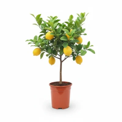 Citroenboom – on stem