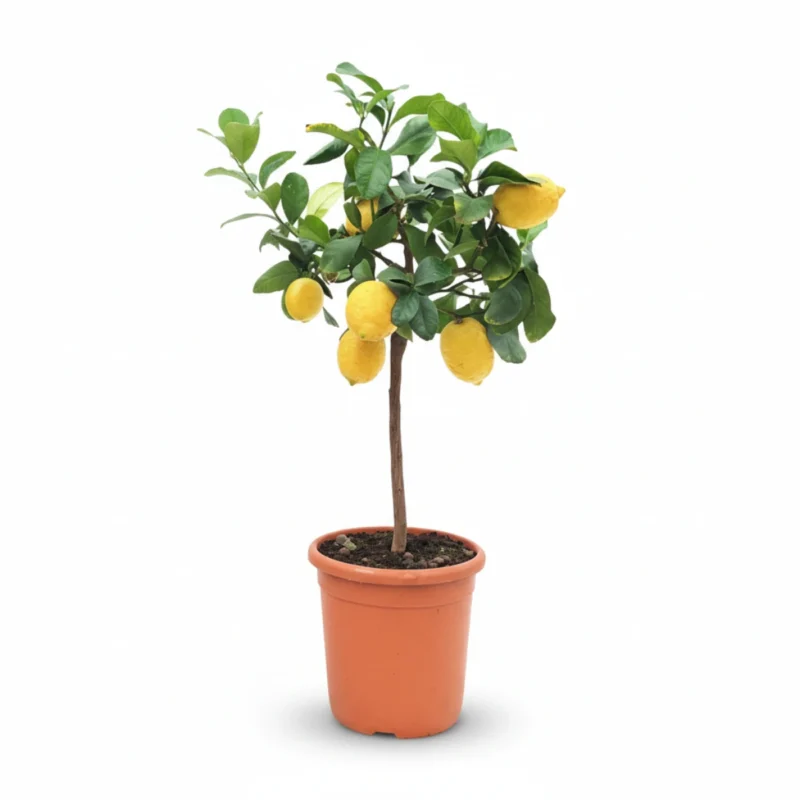 Citroenboom – on stem kopen bij Plantscount