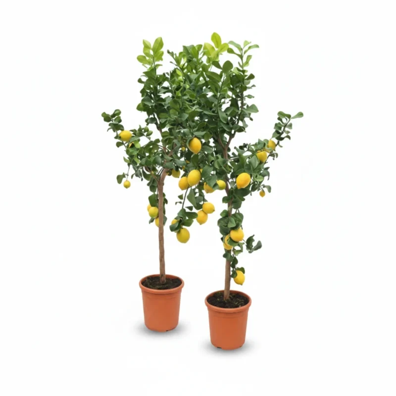 Citroenboom β op stam kopen bij Plantscount