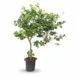 Citroenboom – op stam