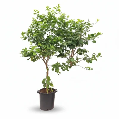 Citroenboom – op stam