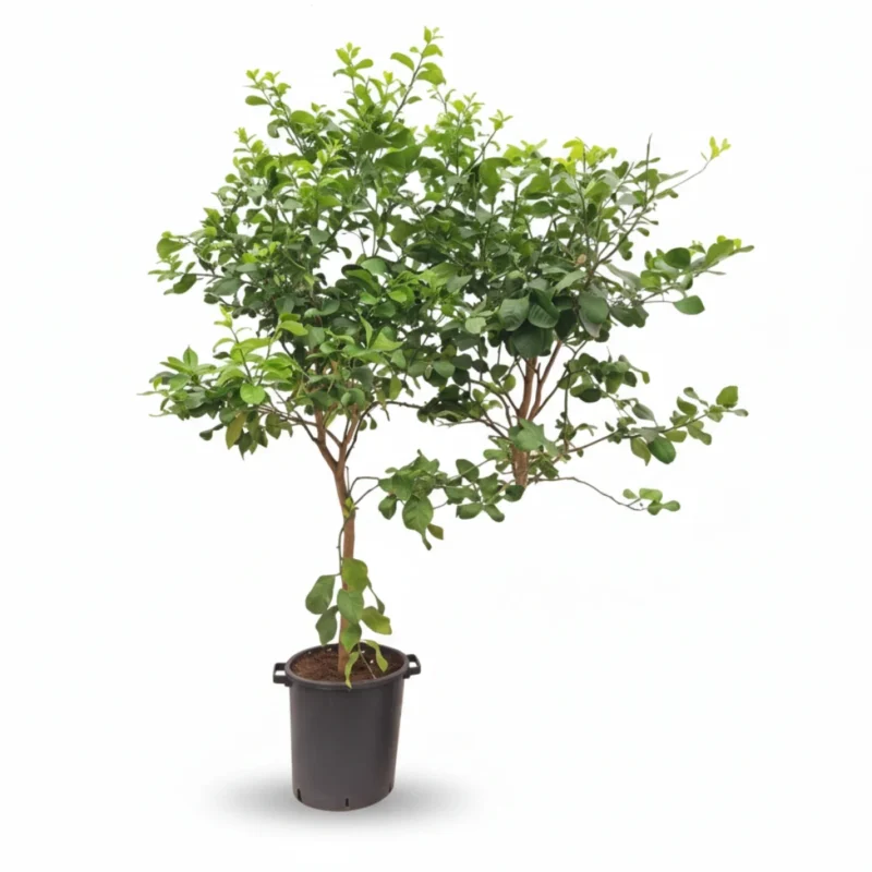 Citroenboom – op stam kopen bij Plantscount