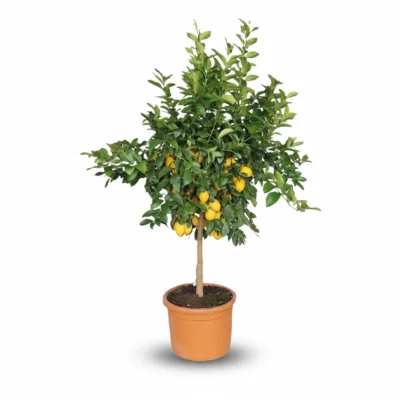 Citroenboom – op stam