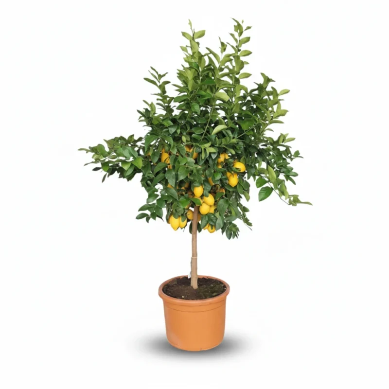 Citroenboom – op stam kopen bij Plantscount
