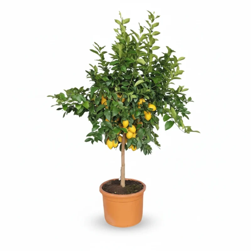 Citroenboom – op stam kopen bij Plantscount