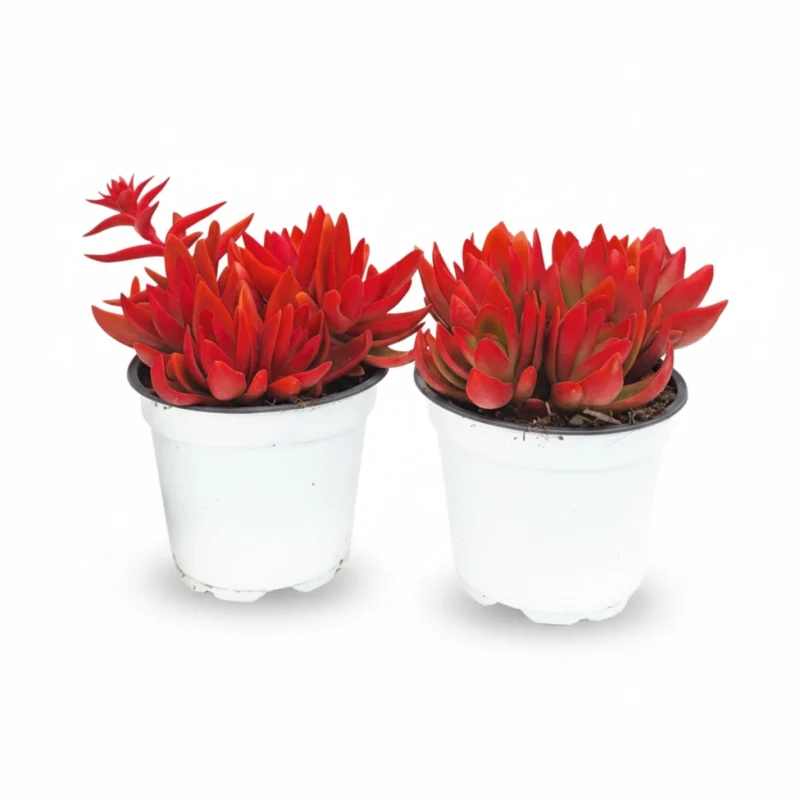 Crassula Fiamella (Crassula Fiamella) kopen bij Plantscount