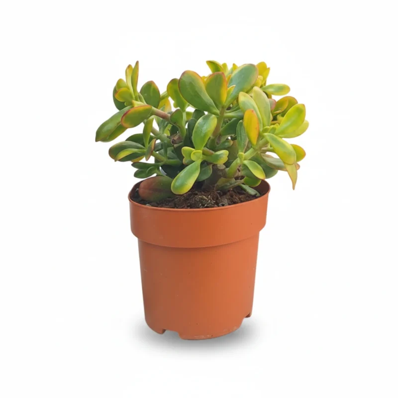 Geldboom – Sunset kopen bij Plantscount