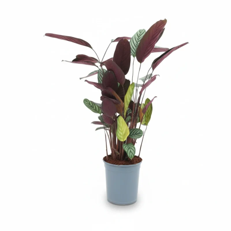 Nooit-slaap-plant (Ctenanthe oppenheimiana) kopen bij Plantscount