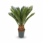 Sagopalm – 11-14 veren