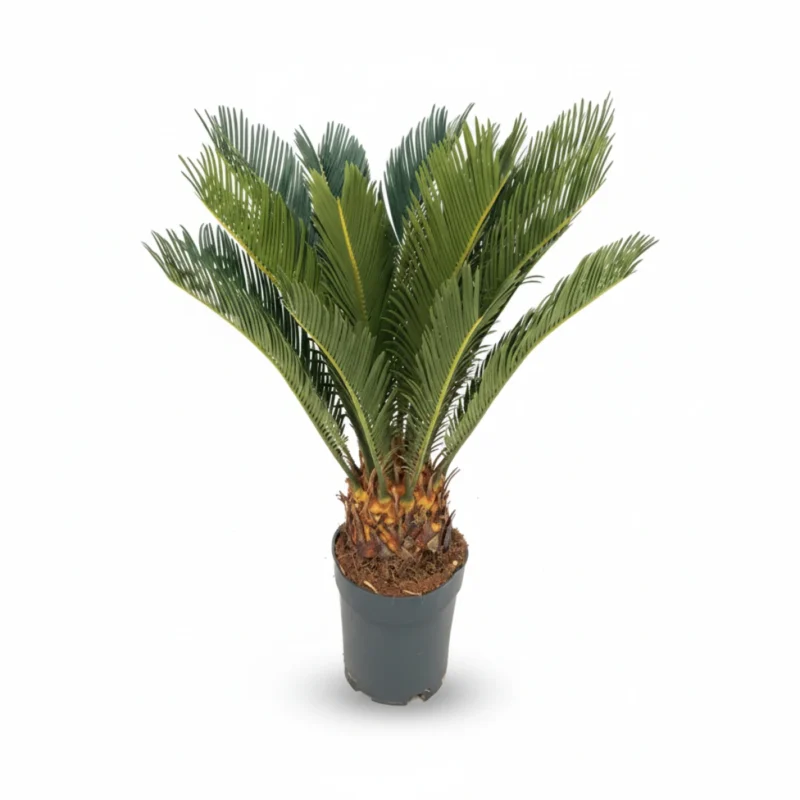 Sagopalm – 11-14 veren kopen bij Plantscount