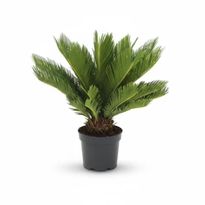 Sagopalm – 8-10 veren