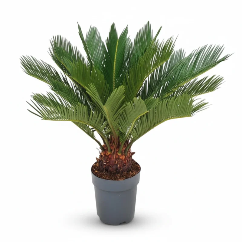 Sagopalm – Top Selection kopen bij Plantscount