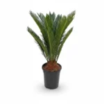 Sagopalm – 12-14 veren