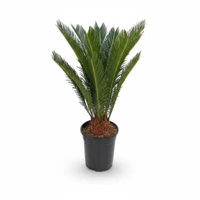 Sagopalm – 12-14 veren