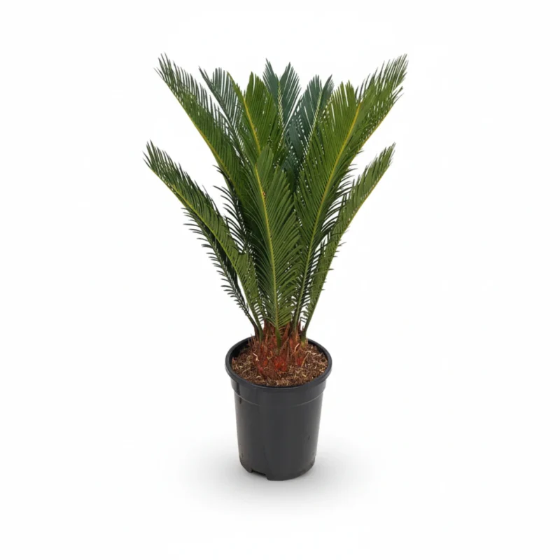 Sagopalm – 12-14 veren kopen bij Plantscount